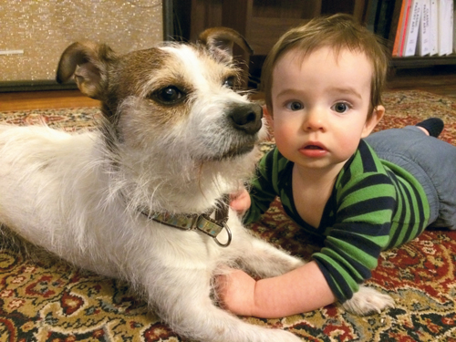The chef’s Jack Russell terrier, Sandy Beach, loves to pal around with her one-year-old son, Sibley. pethelpers.org