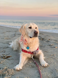 Walks &amp; Wags:  “We love a weekend dog walk on Sullivan’s. Hadley’s favorite is to start at the beach, then weave through some of the neighborhood streets.”