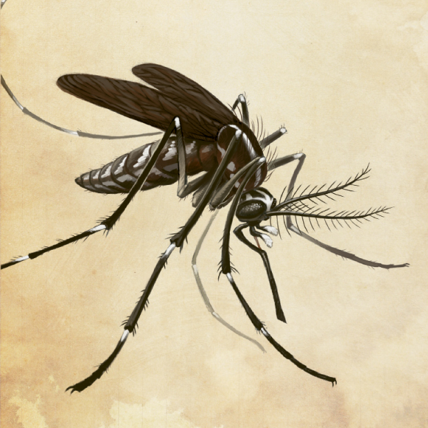 Mosquito | Mosquito, Colorful drawings, Drawings