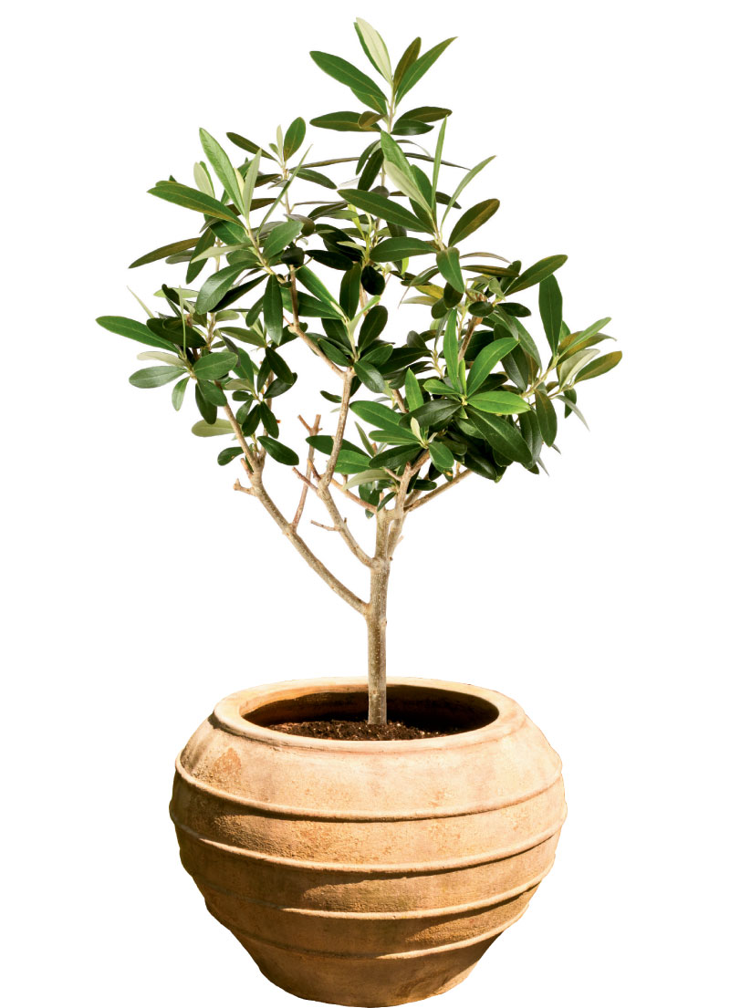 Olive tree, $99, and pot, $229, at Hyams Garden Center
