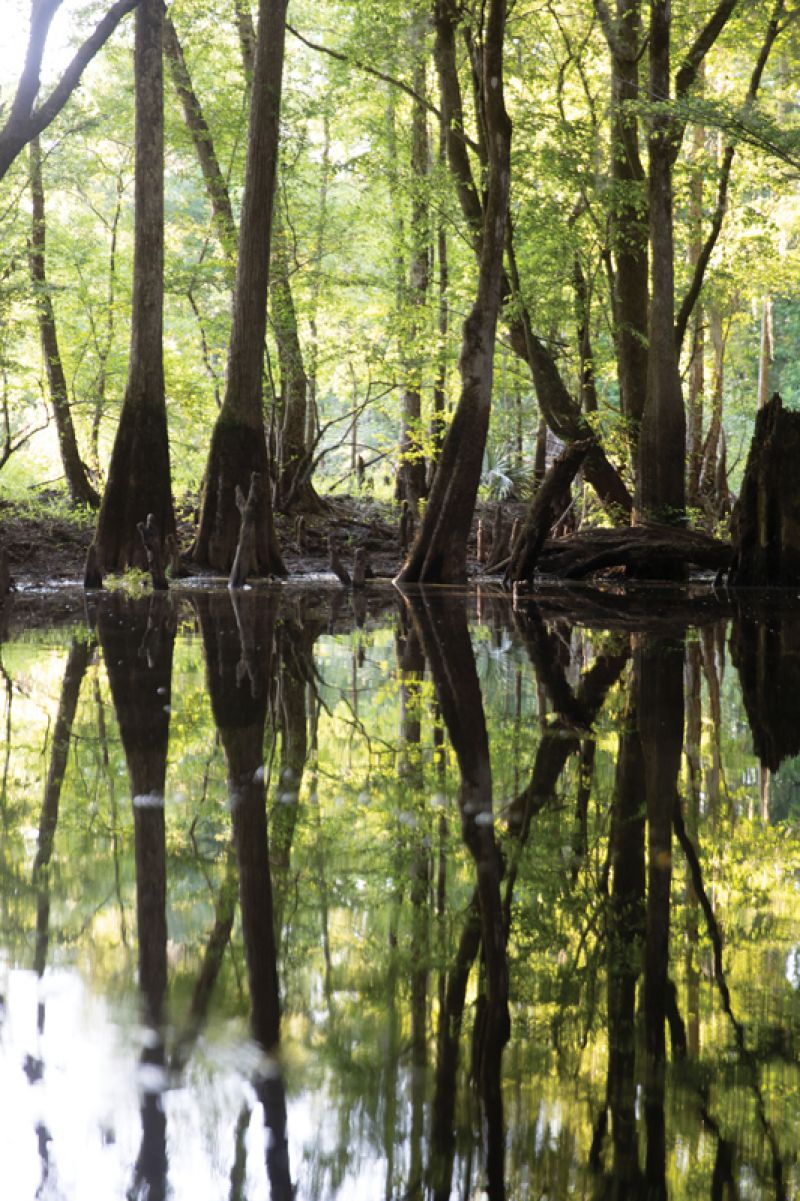 Moments of still air create surreal reflections in the swamps along the river