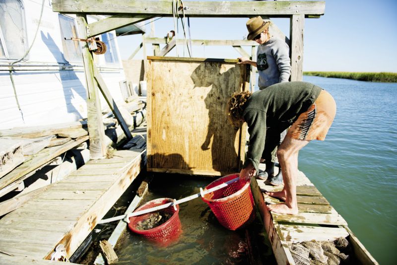Caleb and Catherine set baskets of freshly sculpted Caper’s Bay oyster singles into the water, where the bivalves will continue to grow and be purged of all grit and impurities.