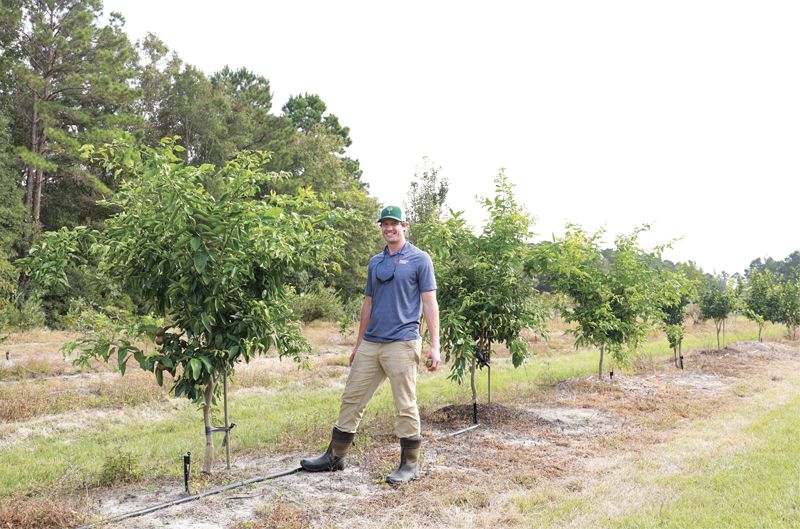 Commercial fruit and vegetable agent Zack Snipes has planted 34 varieties of citrus at Clemson Coastal Research and Education Farm in West Ashley to study their cold tolerance.