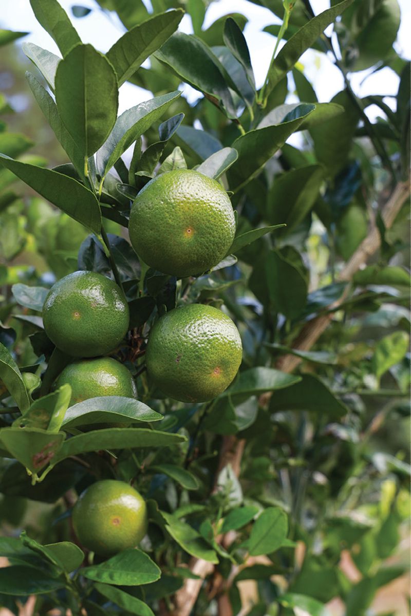 Best Bet: Satsuma mandarins are the most cold hardy citrus variety.