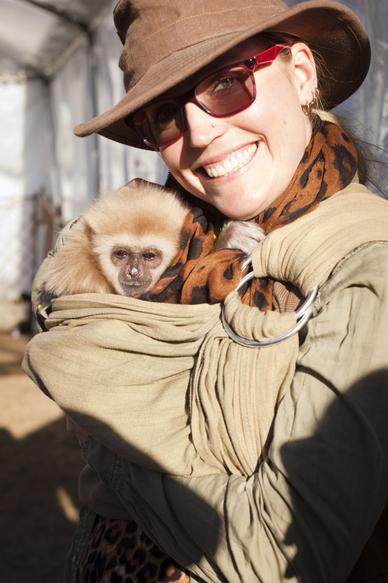 A one year old White Handed Gibbon names Sattiva snuggles up to her handler.