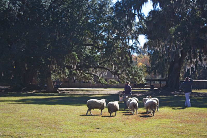 The sheep, “Poster Boy,” is one of the many heritage breeds at Middleton Place.