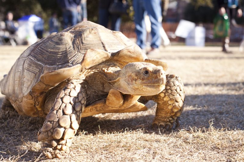 A Sulcata Tortoise could be found slowly making his way through the crowds.
