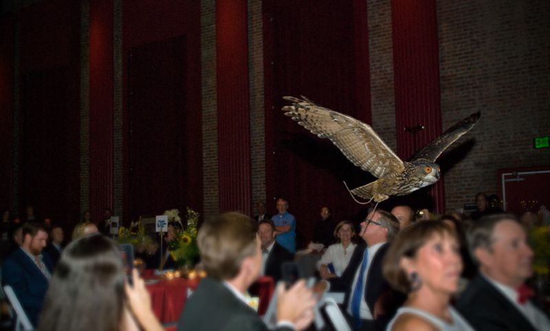 A great horned owl swoops around guests during the demonstration