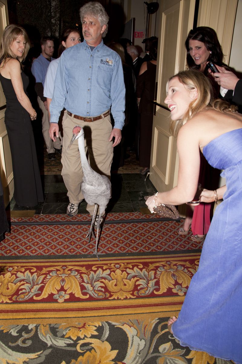 The Sandhill Crane was a VIP guest at the party.