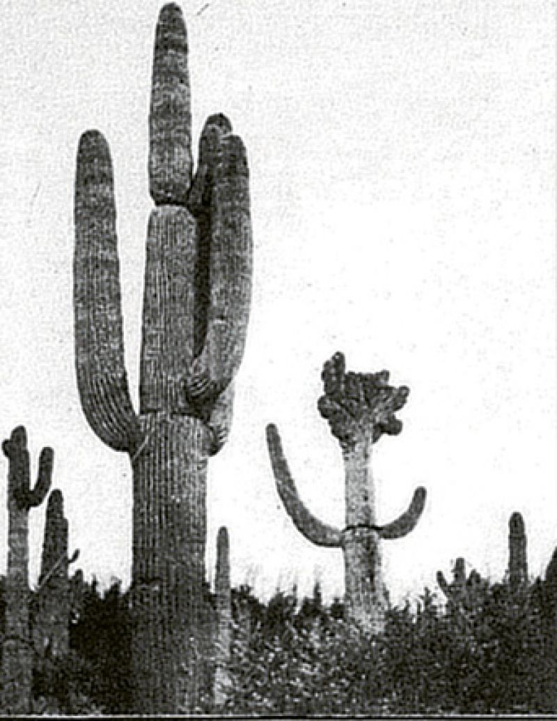 1932: After spending the summer abroad, Victor came to town on September 27 to inspect his cactus garden. They wouldn’t open Fenwick Hall for the season until February.