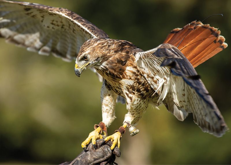 The Massachusetts Birds of Prey Rehab Facility: Offering a second