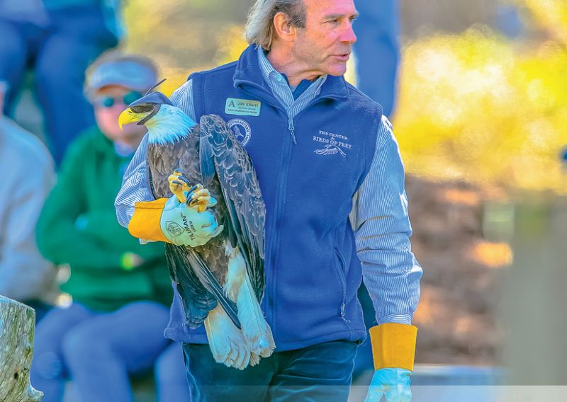 Call of the Wild: Jim Elliott, founder of the Center for Birds of Prey, releases a bald eagle that was treated for lead toxicity at the Awendaw facility.