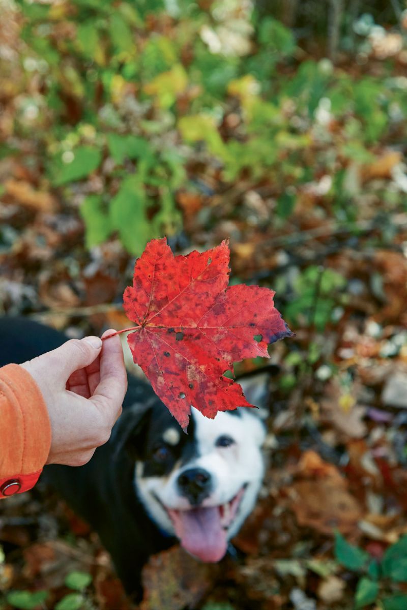 Peak leaf season is the perfect time to visit Brevard, at least according to our tail-wagging trail companion, Rosie.
