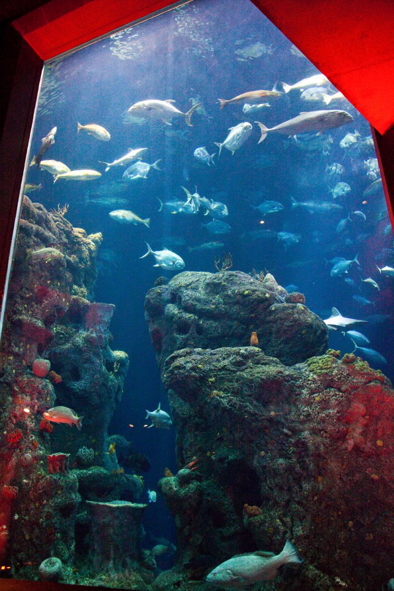 The Great Ocean tank was a fitting backdrop for the night of revelry.