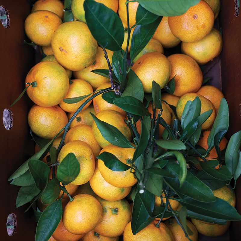 A box of satsumas from Marty and Donna Thomas’s Dogwood Farms
