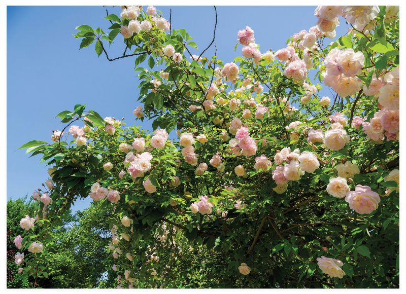 Discover the Beauty: How Noisette Roses Bloomed from Charleston to