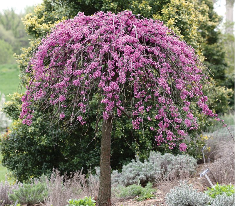 Three Of The Best Weeping Trees For, Linda Greenberg Landscape And Design