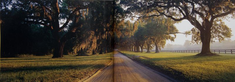 The allee of oaks at Boone Hall Plantation
