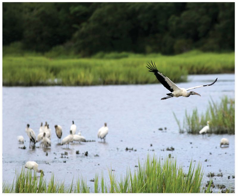 Awendaw's Avian Conservation Center celebrates 30 years of rescuing and  rehabbing birds of prey, Charleston SC