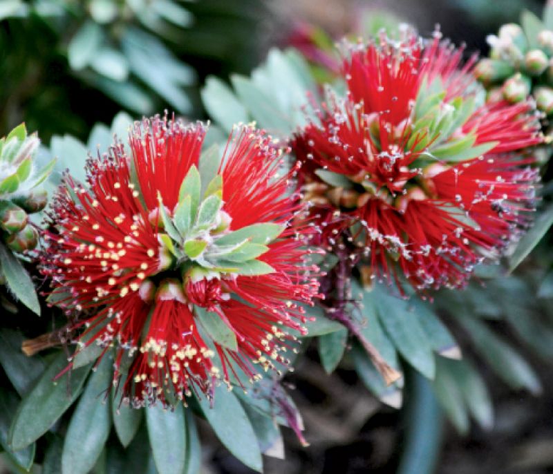 How to Grow Weeping Bottlebrush (Red Cascade)