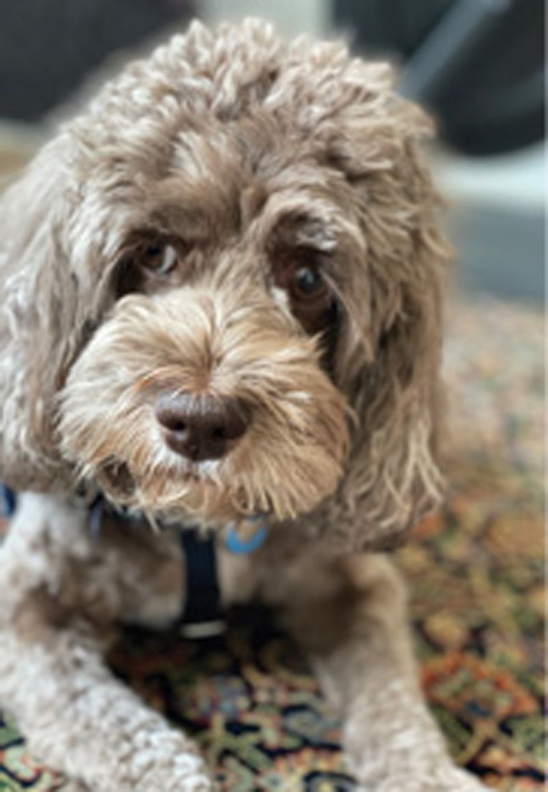 Best Friend: “When I got my cockapoo, Gracie, five years ago, a friend of mine told me that the unconditional love and support you get from your dog is life-changing. He was right!”
