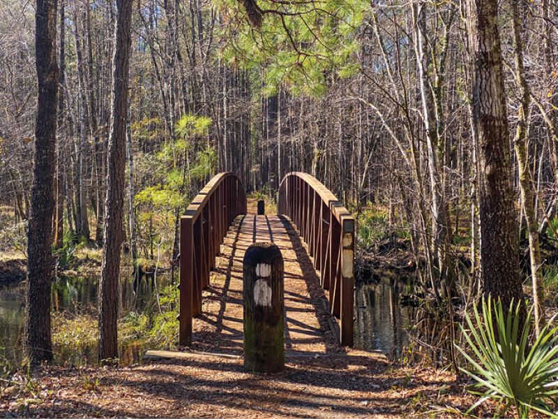 The Swamp Fox Trail passes through diverse ecosystems, including swamps, longleaf pine forests, and grassy savannas. Three trailheads allow hikers to opt for one long trek or shorter day trips.
