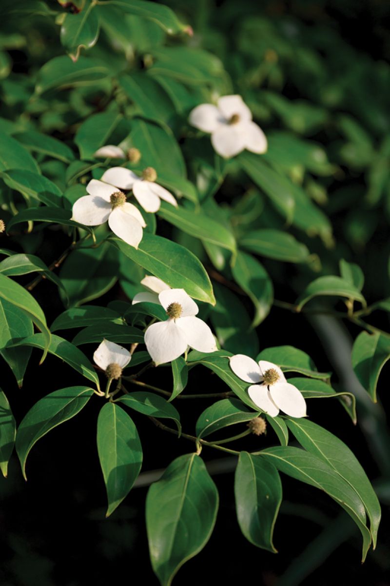 Susan appreciates the evergreen ‘Empress of China‘ dogwood for its ability to bloom through most of June.
