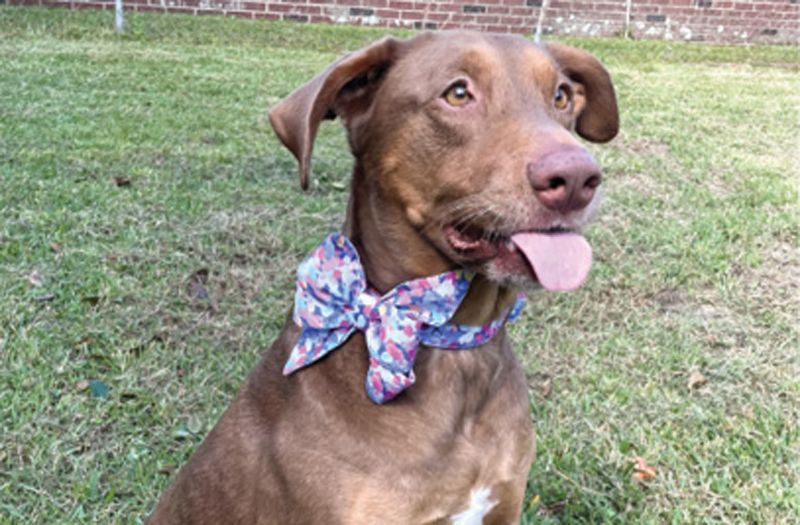 Walking Buddy: “Lucy Goosey and I love walking around Hampton Park, especially in early spring when the flowers bloom.”