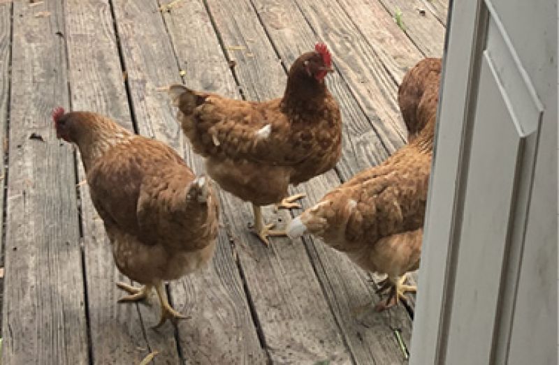 Cluck, Cluck, Cluck:  “I have three chickens that I call One, Two, and Three. We get eggs from Storey Farms, so Jeremy Storey is my chicken hookup.”