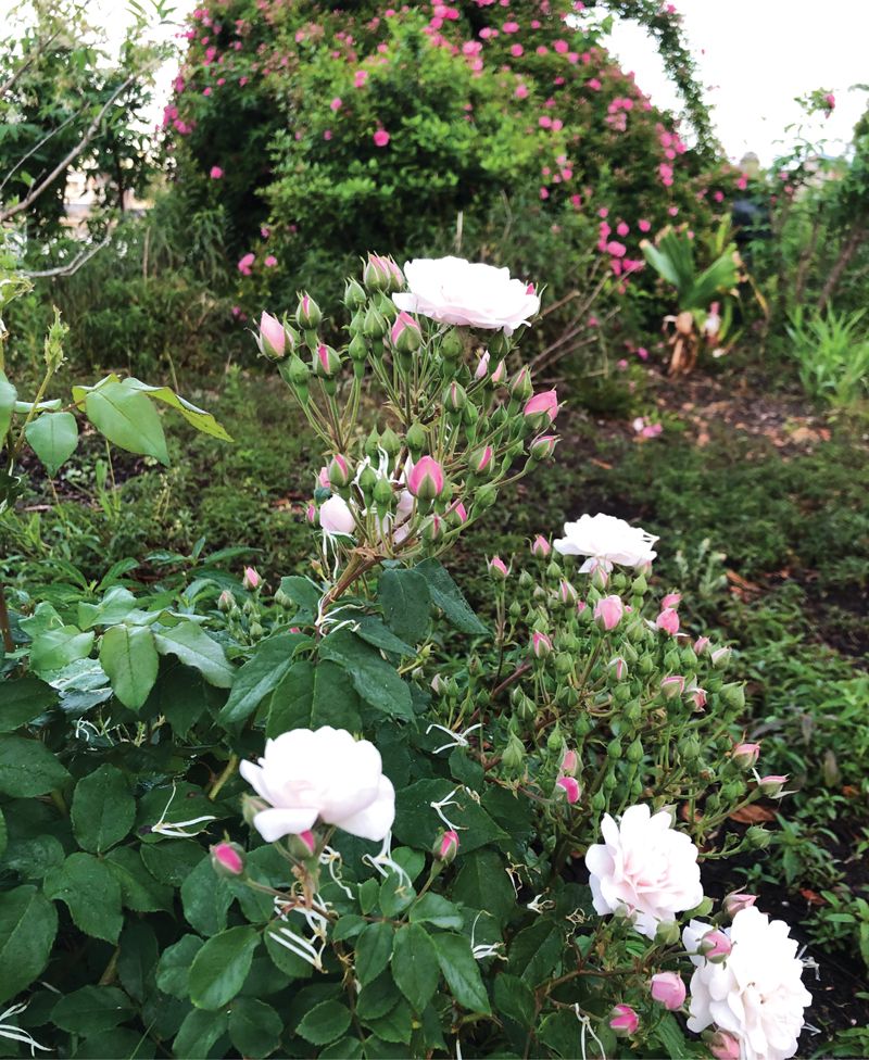 ‘Blush Noisette’ grows in the garden beds at Colonial Lake.