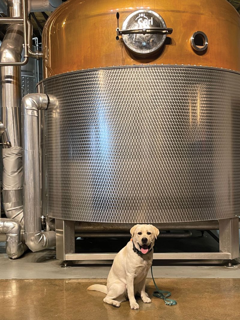 Distillery Dog: “Last year, we welcomed a yellow Lab pup into the family. Mavis is a distillery dog in training. She has a long way to go, but she’s an endless source of amusement.” —Ann