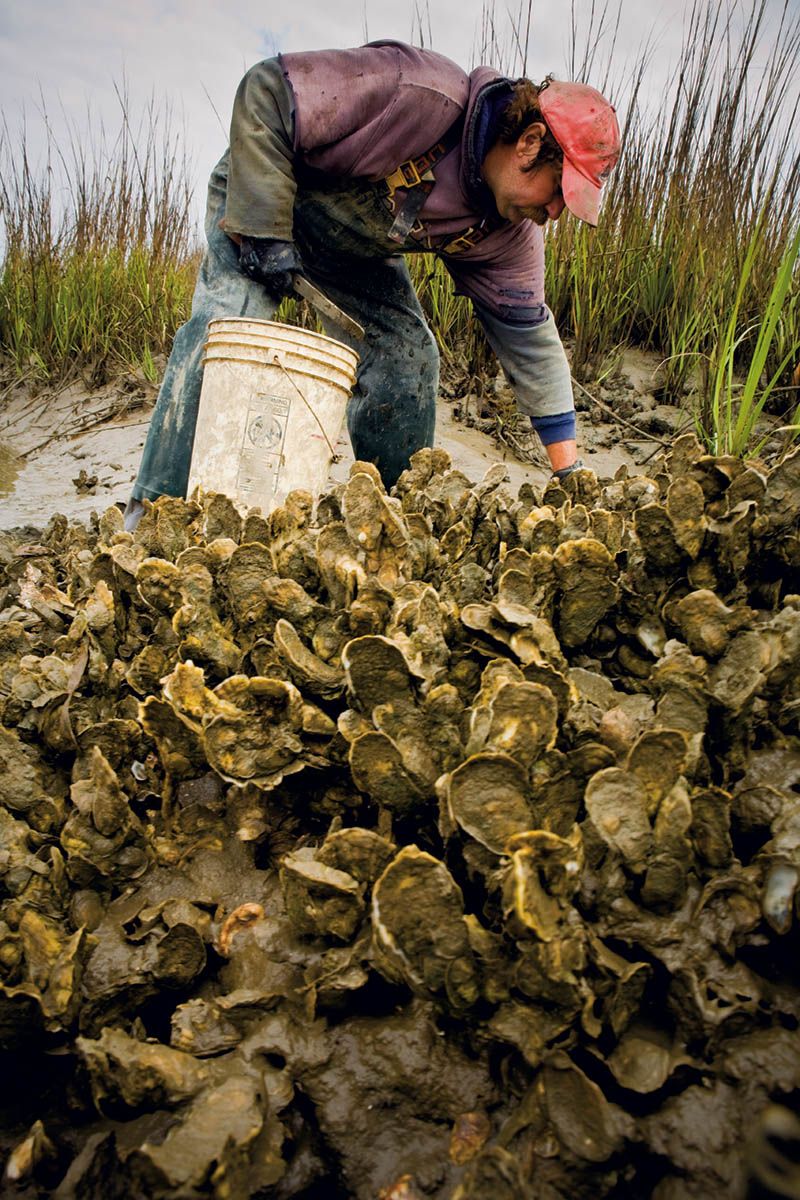 Wilson also photographed oysterman Tim Crosby at work in the beds.