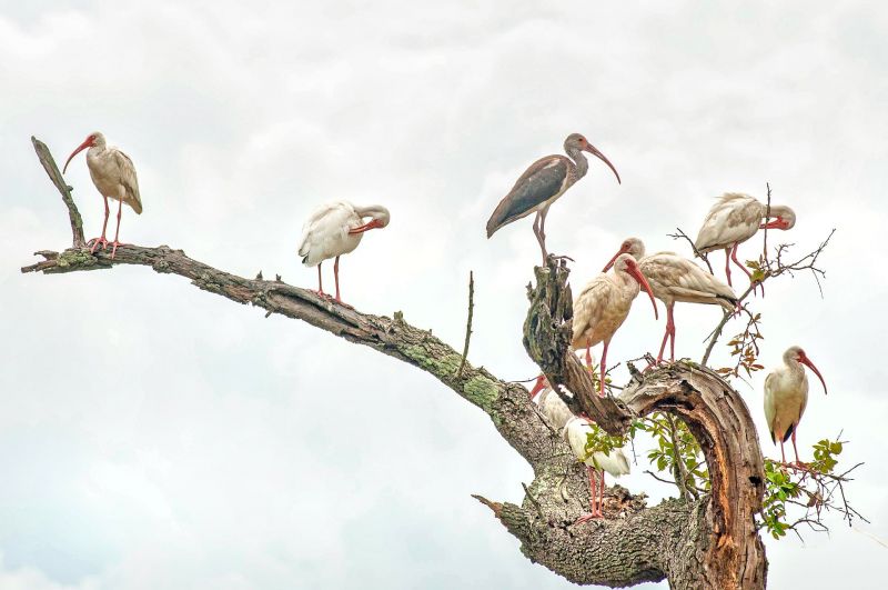HONORABLE MENTION Professional category: Ibis Gathering by Donnie Smith; “Magnolia Cemetery has a very diverse bird population. It&#039;s a popular spot for Charleston birders.”