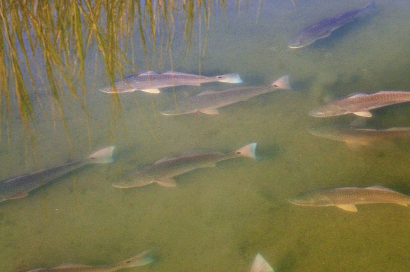 The clearing water of late fall and winter makes it easier to spot gathering schools of redfish at various tides.