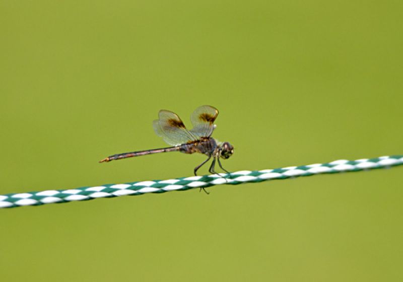 This dragonfly stayed close to the ropes while the players passed.