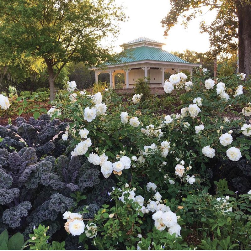 The park’s Rose Pavilion opened in 2019, with several Noisette varieties represented among the 200 well-labeled plants.