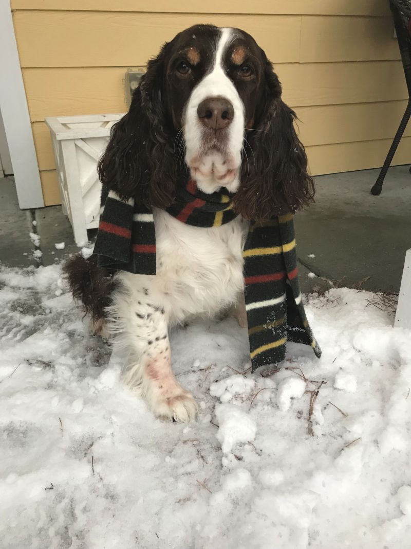 <strong>John’s Island:</strong> Ruby-Belle dressed for the cold; <em>photograph by Larry James</em>