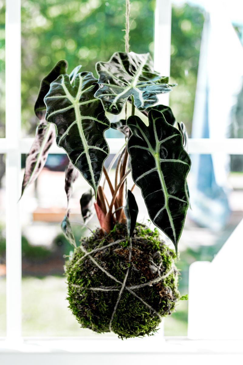Hang Alocasia Amazonica near a window, but know that it won’t do well in direct sunlight.