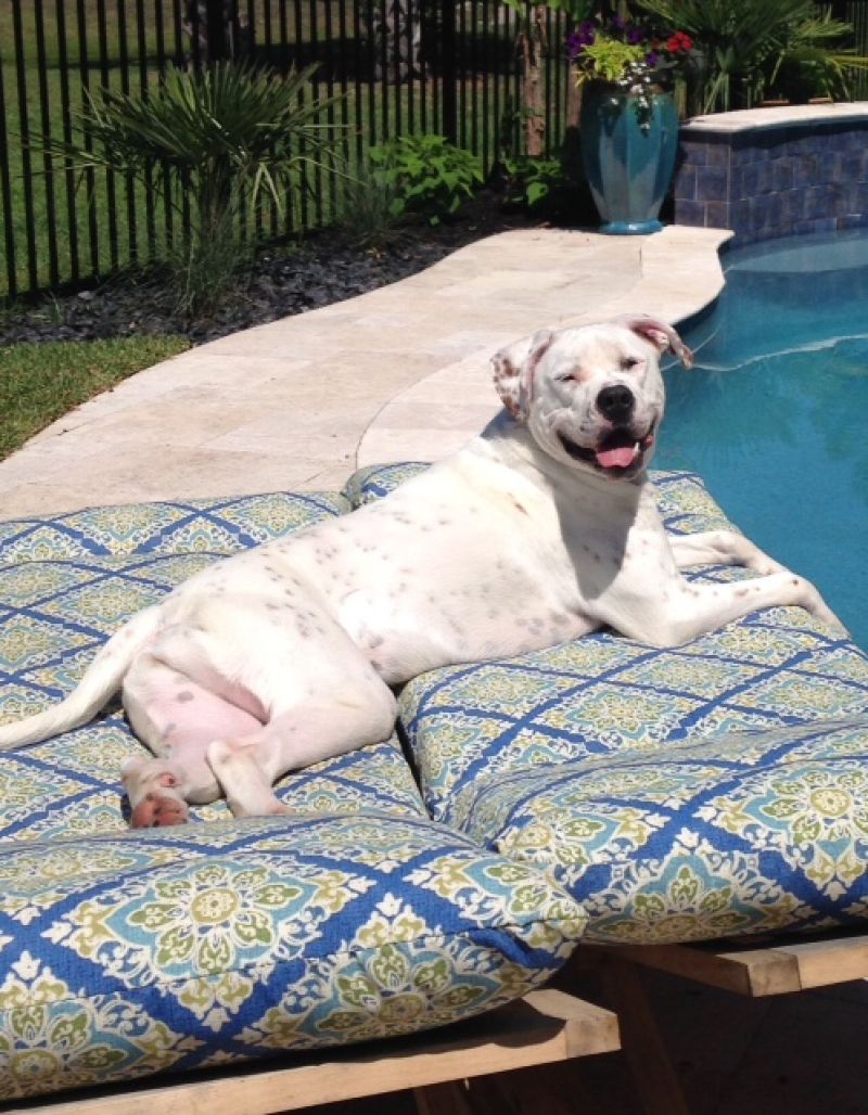 Molli loves laying out by the pool.  She prefers sunning and watching our labs swim.