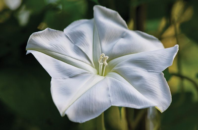 Plant picks for a Summer Moon Garden | Charleston SC | Charleston