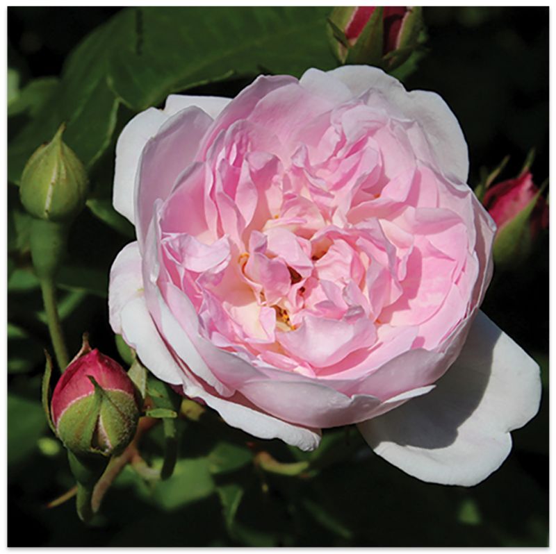 Our Hometown Rose: Learn about the Noisette, Charleston's heritage