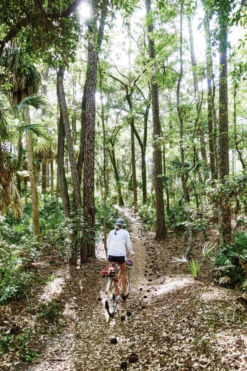 Hunting Island State Park: pine needles and cones line trails at the state park, where you might come across a heron rookery.