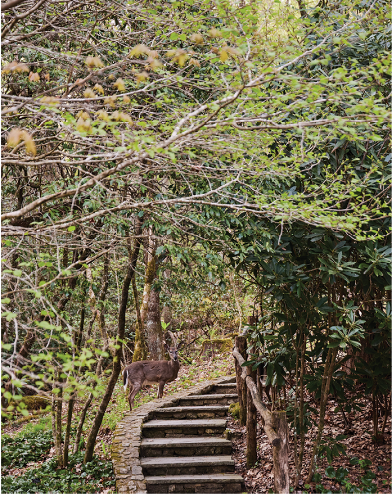 A deer pauses beside the stairs in the Highlands Botanical Garden.