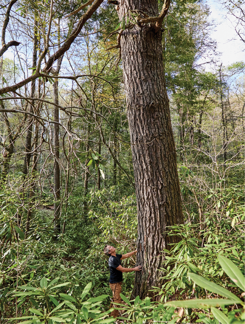 A massive eastern hemlock trees along the trail in the Kelsey Trail Preserve.