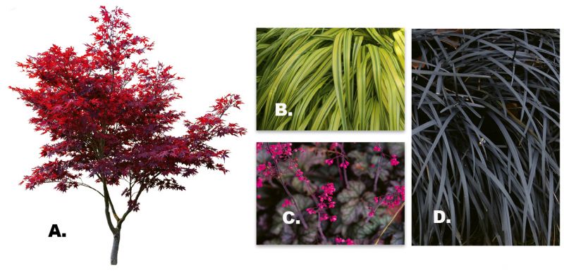 Image of Japanese maple and loropetalum companion plants