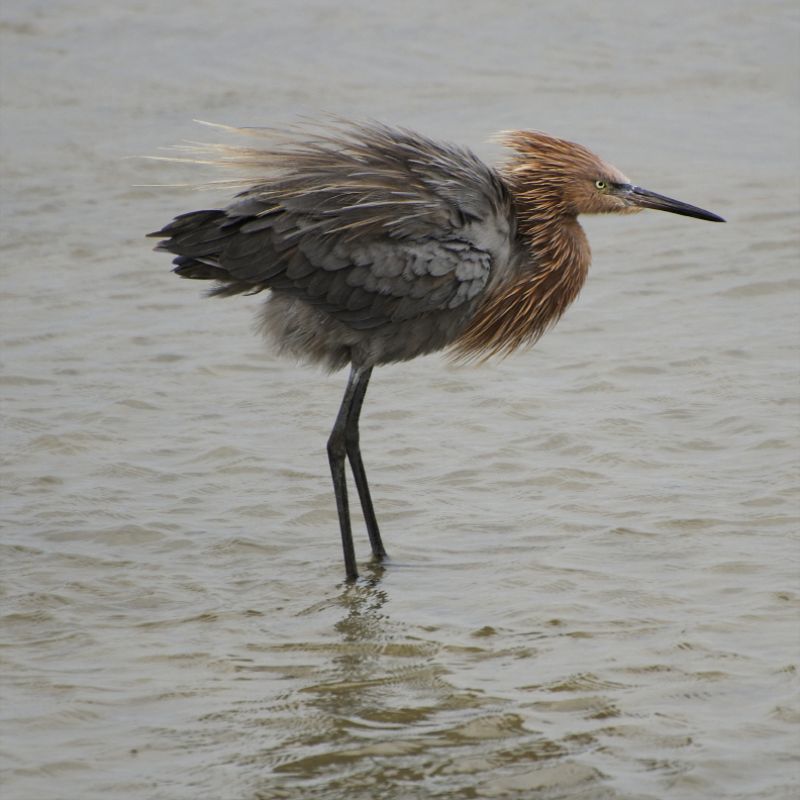 With brownish-pink plumes on its head and long, quill-like plumes along its back, the reddish egret has a more formidable costume than its snowy sisters but still stalks a tidal pond with grace and elegance.