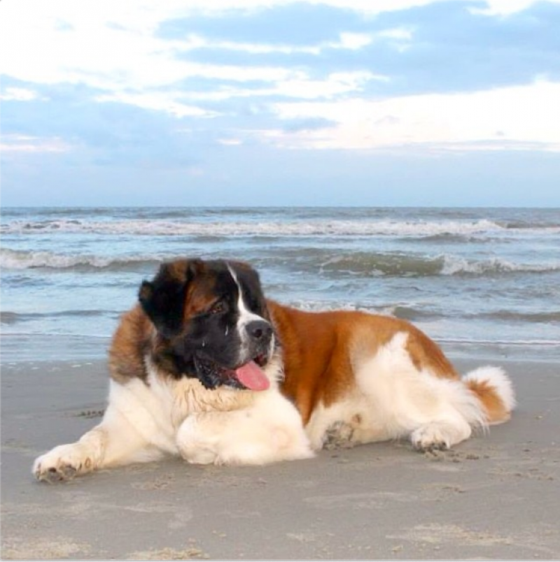 Harvey, Saint Bernard