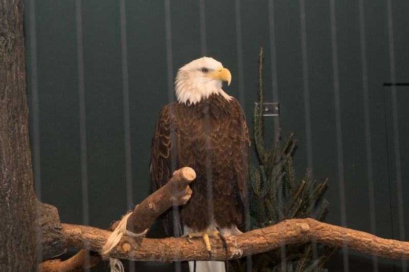 An American bald eagle watches over the event.