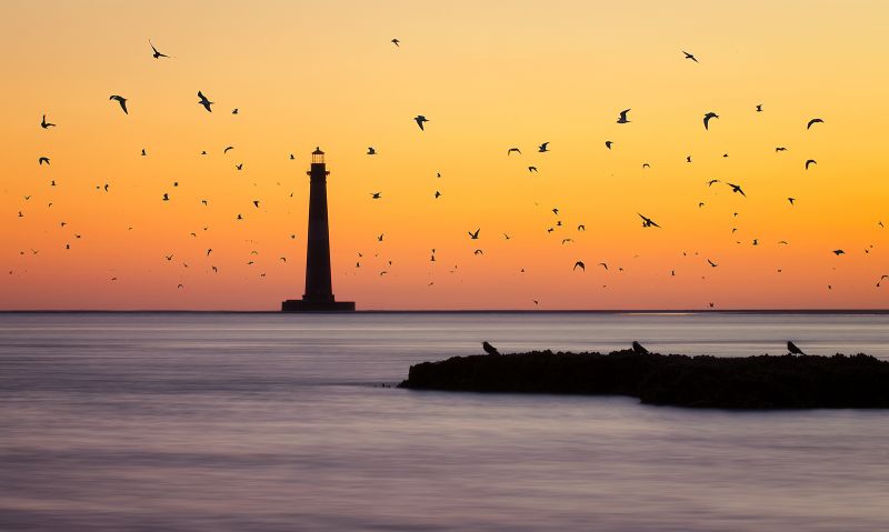 FINALIST Professional category: Swarm by Taylor Franta; “The birds come to life as the sun begins to warm the sky near the Morris Island Lighthouse on 3/3/16.  During low tide a sandbar forms out by the lighthouse and the birds seem to enjoy resting their wings on this sandbar. As the tide comes in, however, they are forced to somewhere else to rest.”