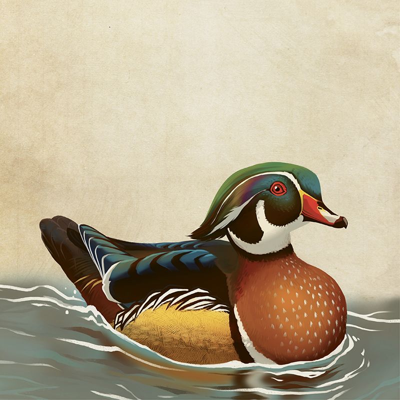 Wood Duck | Charleston SC | Charleston Magazine